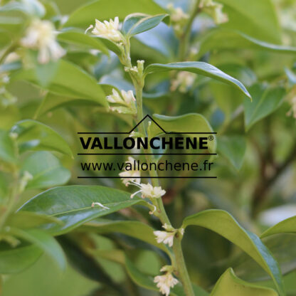 SARCOCOCCA confusa en Mars