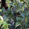 SARCOCOCCA confusa en Mars