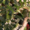 SARCOCOCCA confusa en Janvier