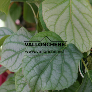 SCHIZOPHRAGMA hydrangeoides 'Moonlight'