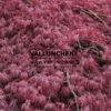 ACER palmatum  ‘Inaba-Shidare’ en Mai