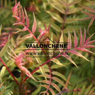 SORBARIA sorbifolia 'Sem'