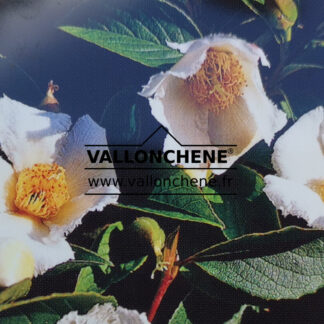 STEWARTIA pseudocamellia