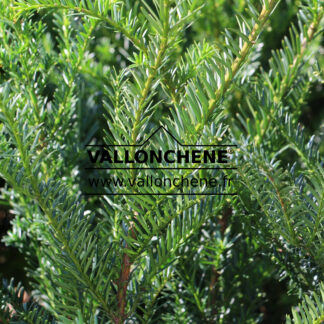 TAXUS baccata