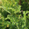 TAXUS baccata en Septembre