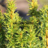 TAXUS baccata 'David' en Décembre