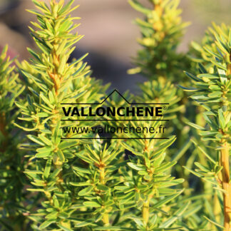 TAXUS baccata 'David'
