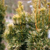 TAXUS baccata 'Fastigiata Aurea' en Mars