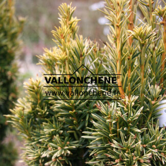 TAXUS baccata 'Fastigiata Aurea'