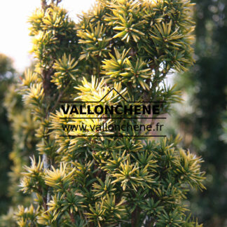 TAXUS baccata 'Standishii'