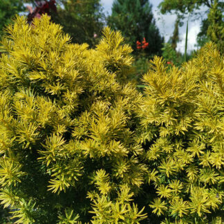 TAXUS cuspidata 'Dwarf Bright Gold'