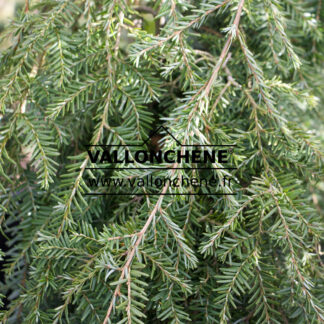 TSUGA canadensis 'Cole's Prostrate'