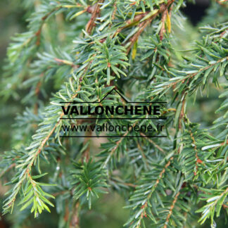 TSUGA canadensis 'Pendula' im Oktober