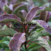 VIBURNUM hillieri ‚Winton‘ im September VIBURNUM hillieri 'Winton' im September
