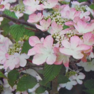 VIBURNUM plicatum 'Kilimandjaro Sunrise' (R)