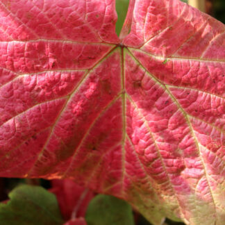 VITIS coignetiae