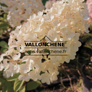 HYDRANGEA paniculata 'Hercules' (GRHP14)