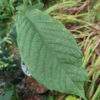 ASIMINA triloba en Septembre