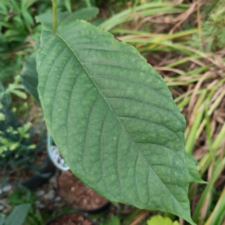 ASIMINA triloba
