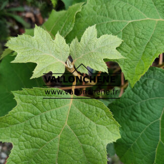 Laub der HYDRANGEA quercifolia 'Sikes Dwarf'