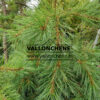 PINUS strobus 'Niagara Falls'