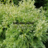CHAMAECYPARIS pisifera ‘Snow’