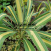 YUCCA filamentosa ‘Bright Edge’