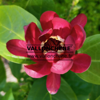CALYCANTHUS 'Aphrodite' (R)