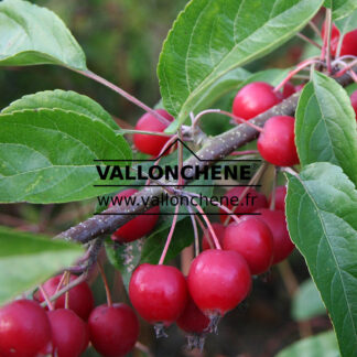 MALUS 'Perpetu' (R) 'Evereste' (R)
