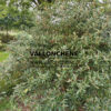 VIBURNUM 'Pragense' en buisson