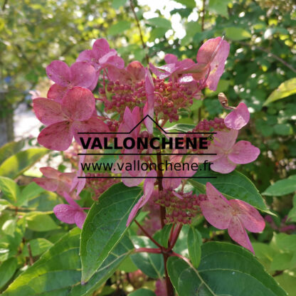 fleur du HYDRANGEA paniculata ‘Dharuma’ en Septembre