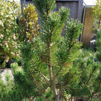 PINUS mugo 'Limerick'