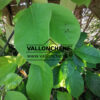 Feuillage du MAGNOLIA ‚Sybille‘