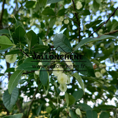 graines de PTELEA trifoliata
