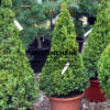 Buxus sempervirens en forme de cône