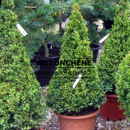 Buxus sempervirens en forme de cône
