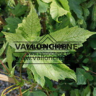 Gepfleckte Blatt von ACER pseudoplatanus 'Leopoldii'