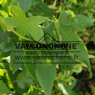 Laub von LIQUIDAMBAR styraciflua 'Worplesdon'