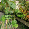 Feuillage du STYRAX japonicus 'Fragrant Fountain'