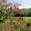 HEPTACODIUM miconioides