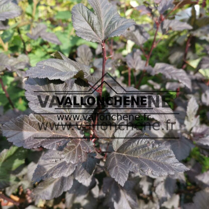 PHYSOCARPUS opulifolius ‘Diabolo’ (R)