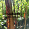 Prunus serrula ‚Branklyn‘