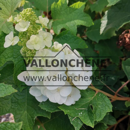 HYDRANGEA quercifolia ‘Ruby Slippers’