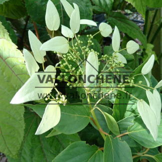 SCHIZOPHRAGMA integrifolium