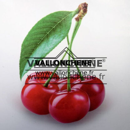Cerises rouges du PRUNUS avium ‘Hedelfinger Riesenkirsche’
