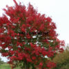 Coloration automnale plus avancée de l'ACER rubrum 'Fairview Flame' Coloration automnale plus avancée de l'ACER rubrum 'Fairview Flame'