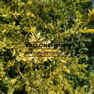 BUXUS sempervirens 'Aurea Pendula'
