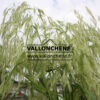 CALAMAGROSTIS emodensis en Juillet