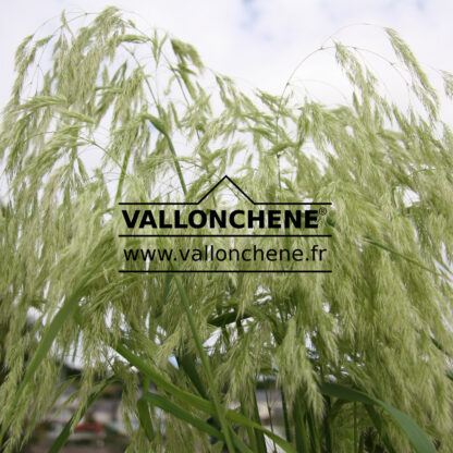 CALAMAGROSTIS emodensis en Juillet