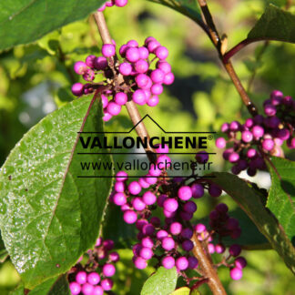 CALLICARPA bodinieri 'Profusion'